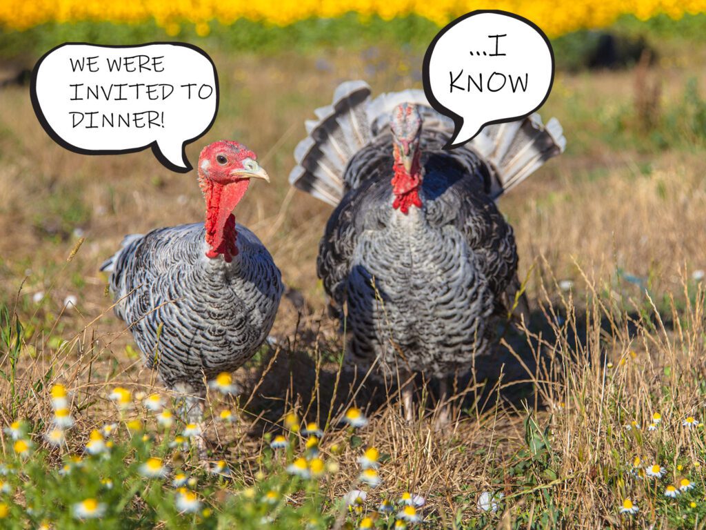 Male and female turkey discussing Thanksgiving